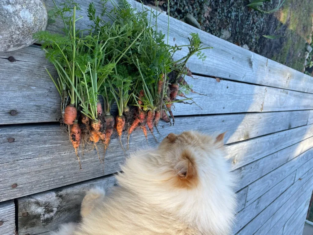 Cat looking at carrots